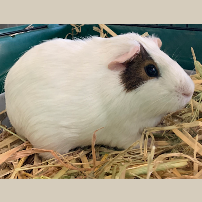 Photo of Oreo (Bonded To Sparky)