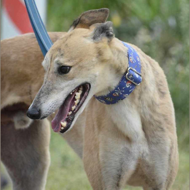 Photo of Tiger, The Greyhound