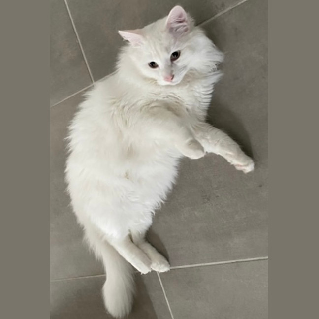 Photo of Hudson