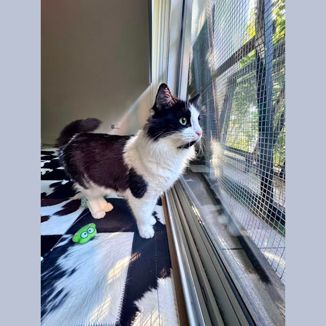 Photo of Milky