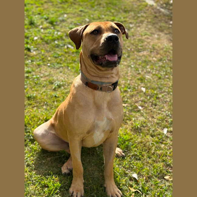 Photo of Tookie (9950)