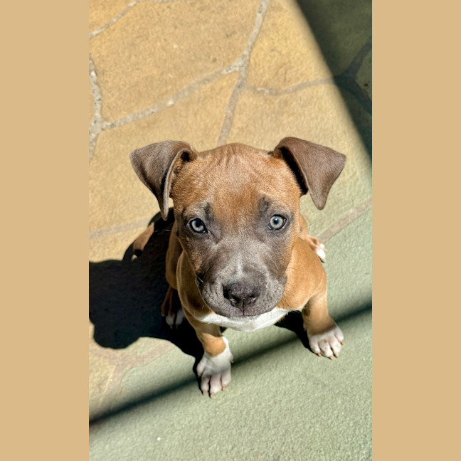 Photo of Aggie