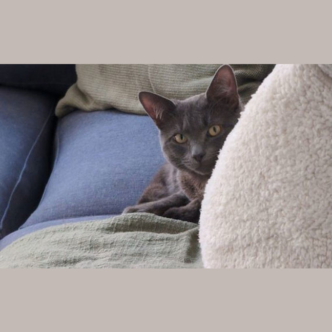 Photo of Mish Mish