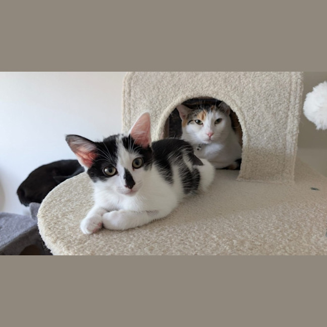 Photo of Smudge