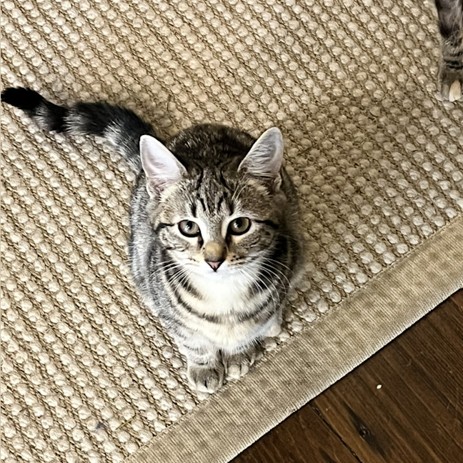 Photo of Sapphire