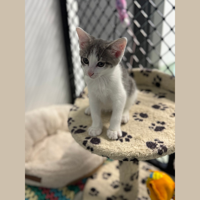 Photo of Captain Hook