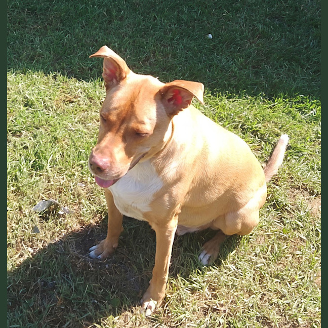 Photo of Redgie   3 Year Old Ridgeback X Kelpie