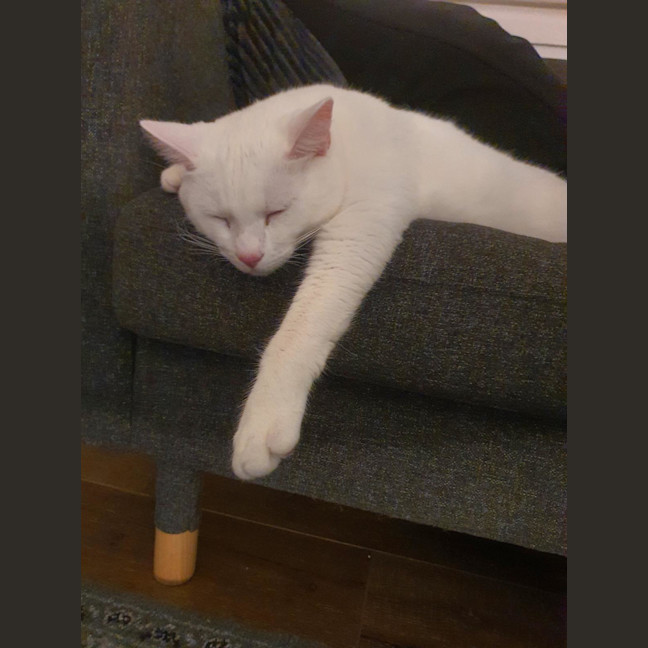 Photo of Kit