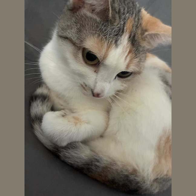Photo of Daisy