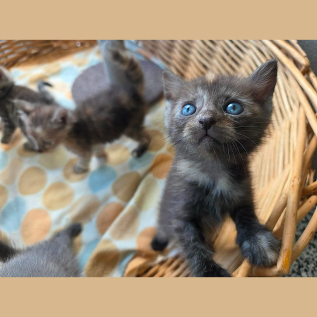 Photo of Tassie Devil 