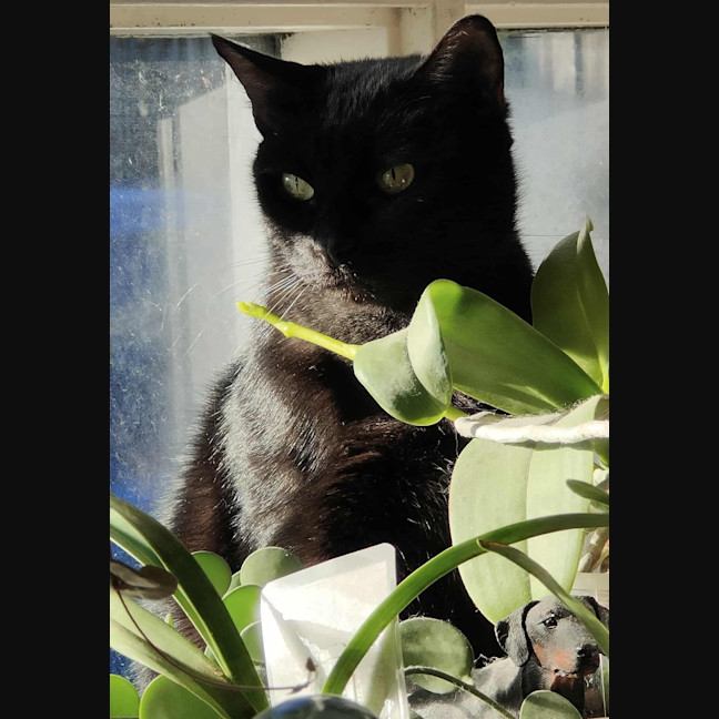 Photo of Sprinkles