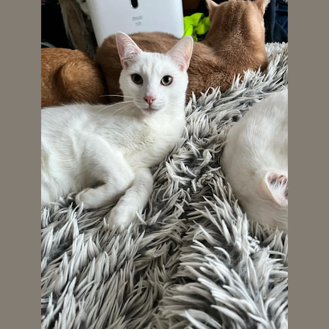 Photo of Leander *9 Lives Project Rescue*