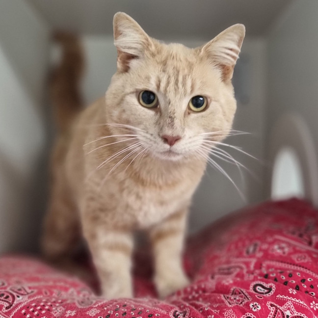 Photo of Custard
