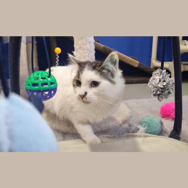 Photo of Nova