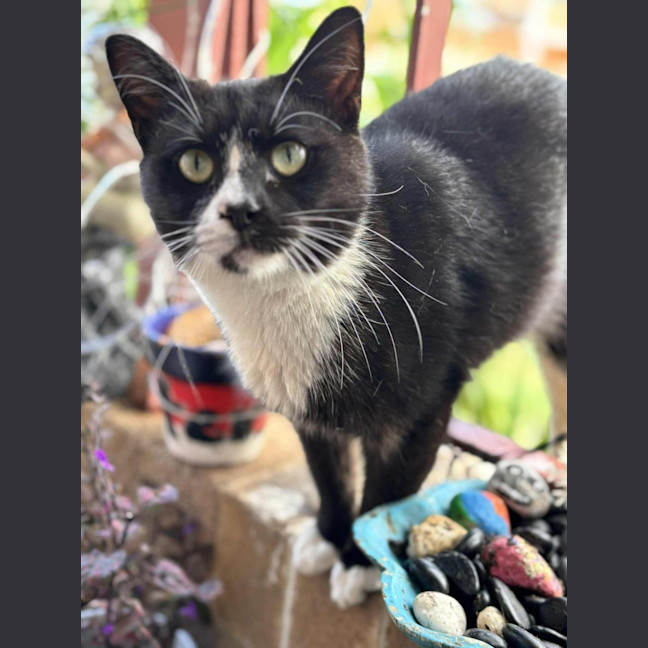 Photo of Sylvester