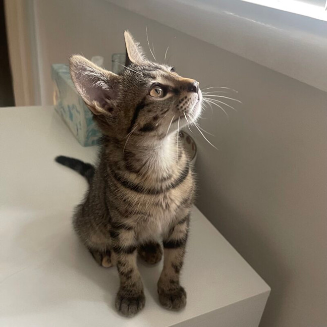 Photo of Cleo
