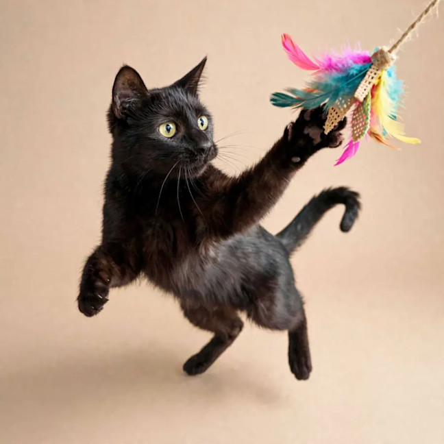 Photo of Bellatrix 