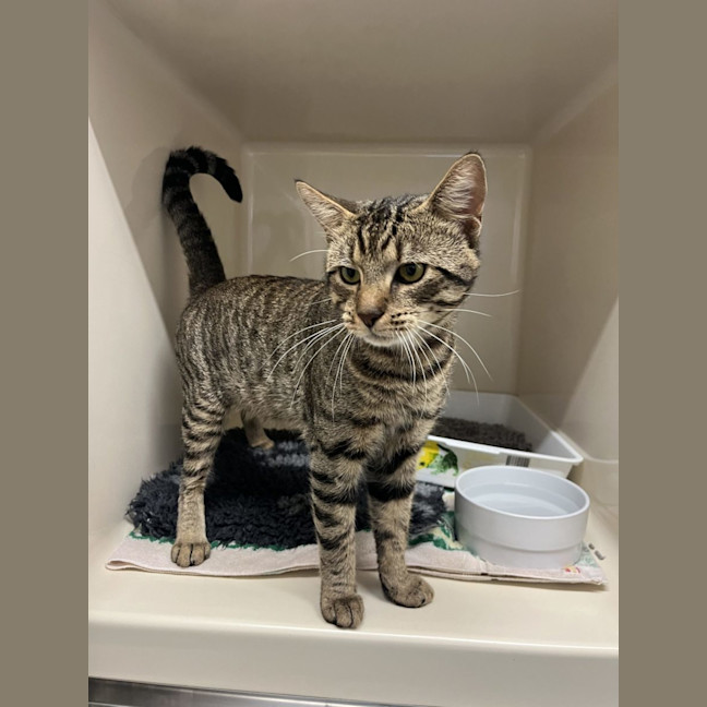 Photo of Mervin   Now At Pet Quarters Rutherford 