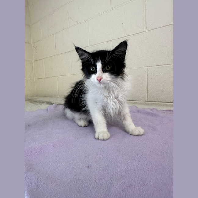 Photo of Princess Luna