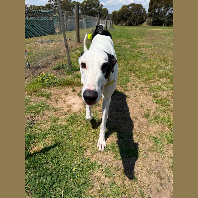 Photo of Otis
