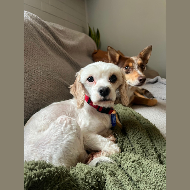 Photo of Anna   3 Year Old Maltese X