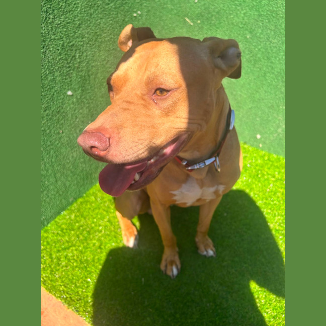 Photo of Shia Labeouf