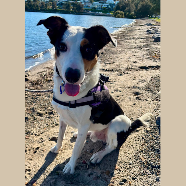 Photo of Toby   2 Year Old Border Collie