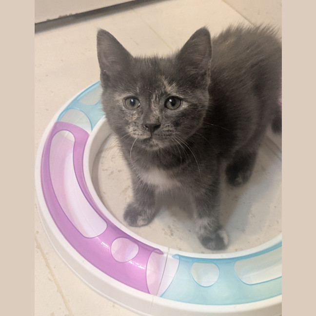 Photo of Misty