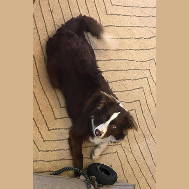 Photo of Zeke   11 Month Old Border Collie