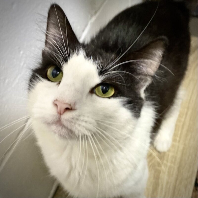 Photo of Jasper