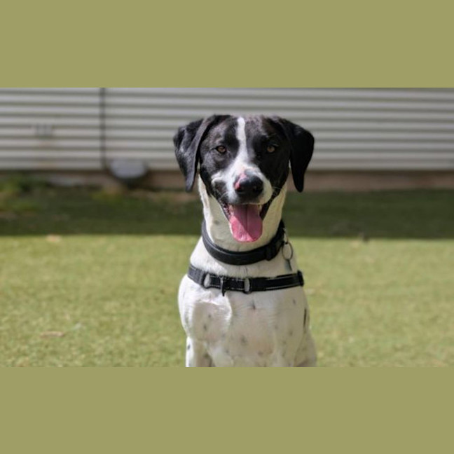 Photo of Bluey