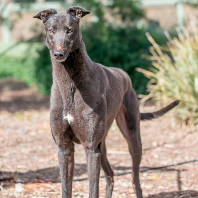 Photo of Crippa