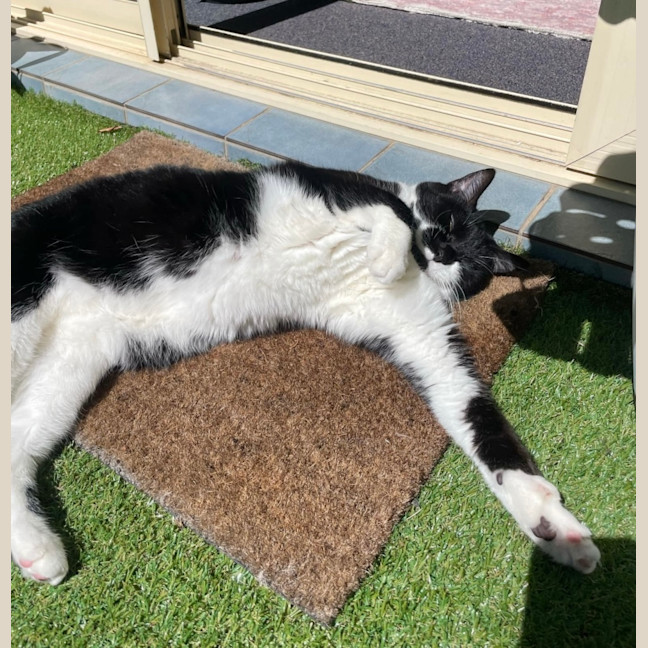 Photo of Zozo ❤️😻