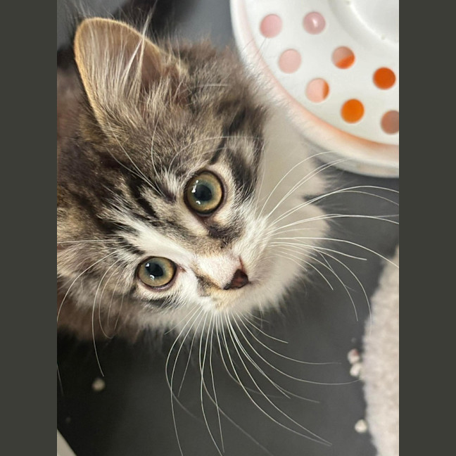Photo of Echo 