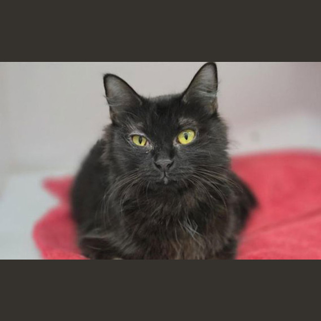 Photo of Kuromi
