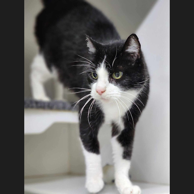 Photo of ☘ Dougal 6089 ☘