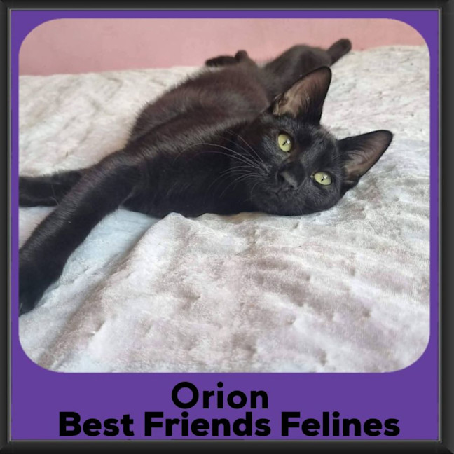 Photo of Orion