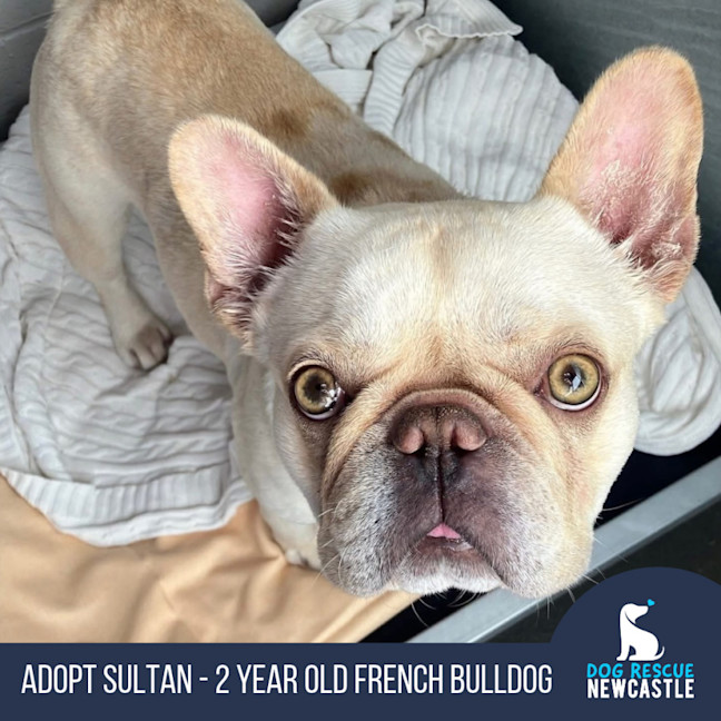 Photo of Sultan   2 Year Old French Bulldog