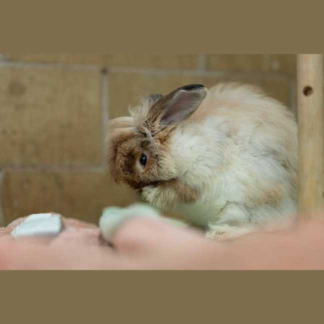 Photo of Chestnut