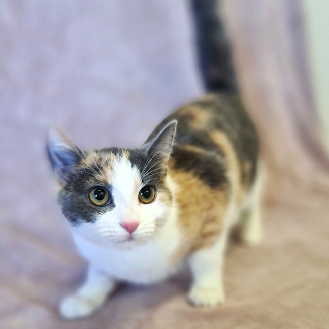 Photo of Star