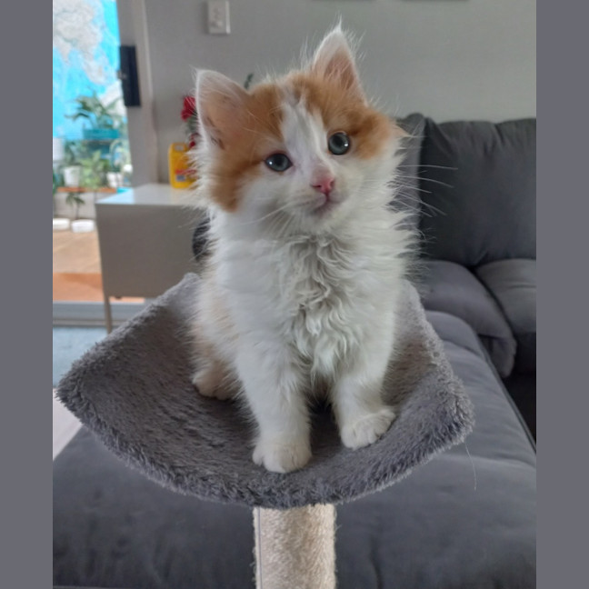 Photo of Flash (With Zuma)