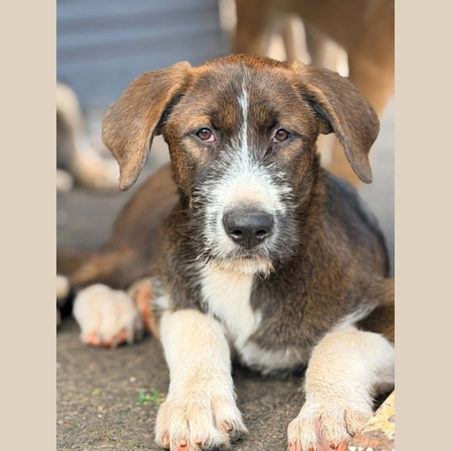 Photo of Odin