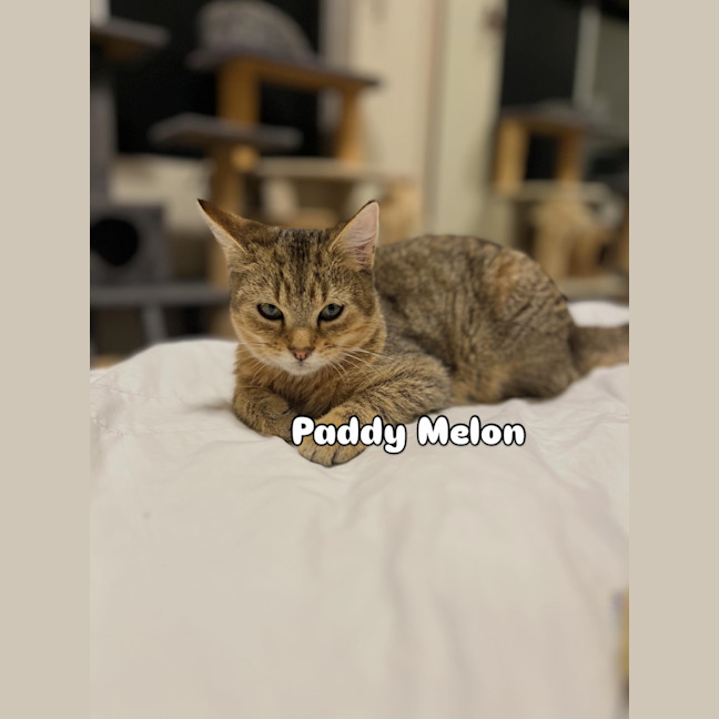 Photo of Paddy Melon