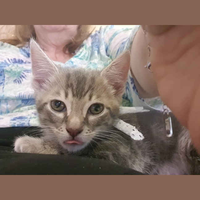 Photo of Cinna ** 2nd Chance Cat Rescue**