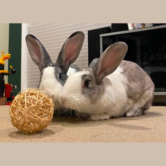 Photo of Winterberry & E’scar