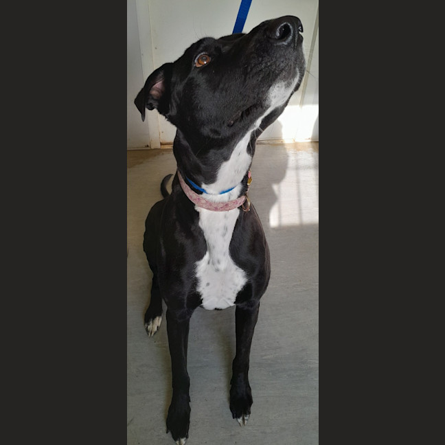 Photo of Maizy