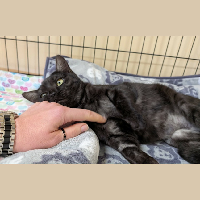Photo of Miss Kitty