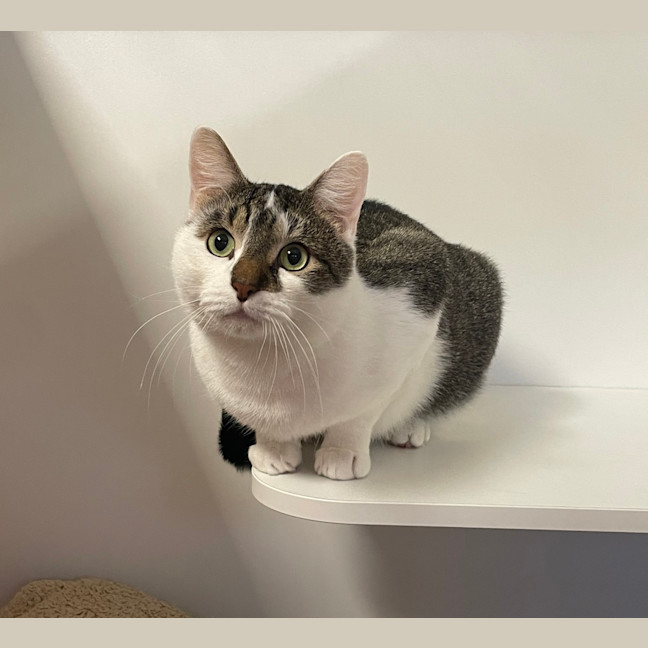 Photo of Razzmatazz