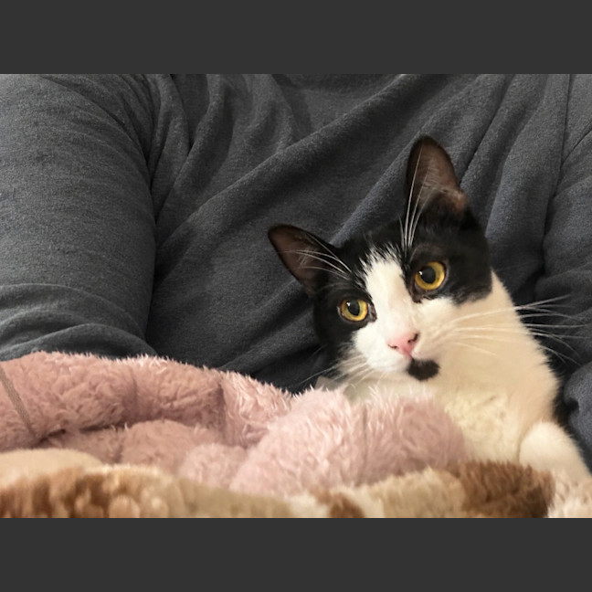 Photo of Domino 