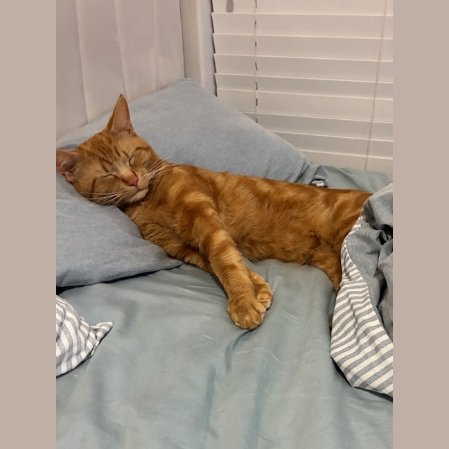 Photo of Gizmo